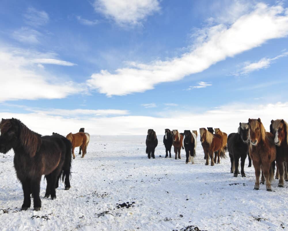 Horse Riding Tours Iceland