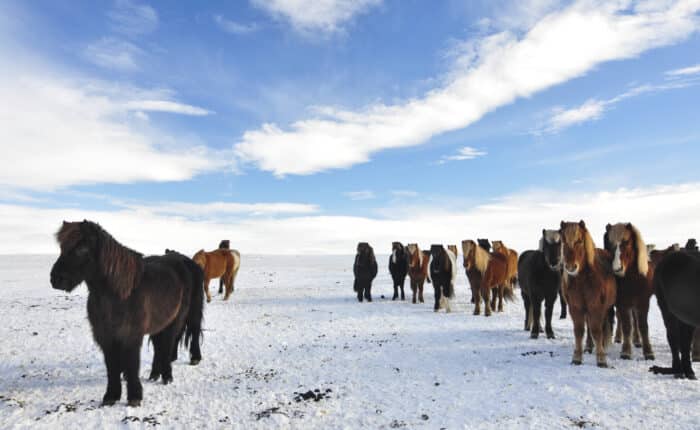 Horse Riding Tours Iceland