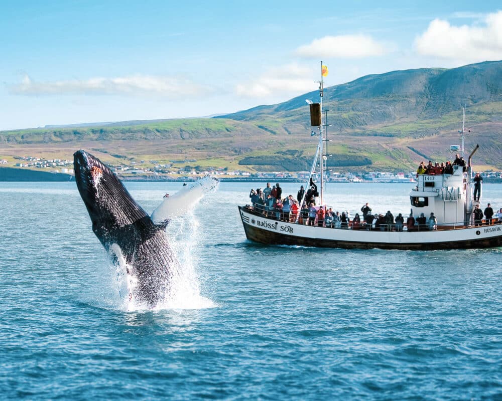 Experience the Original Húsavík Whale Watching tour, renowned for making Húsavík the Whale Watching Capital of Iceland.