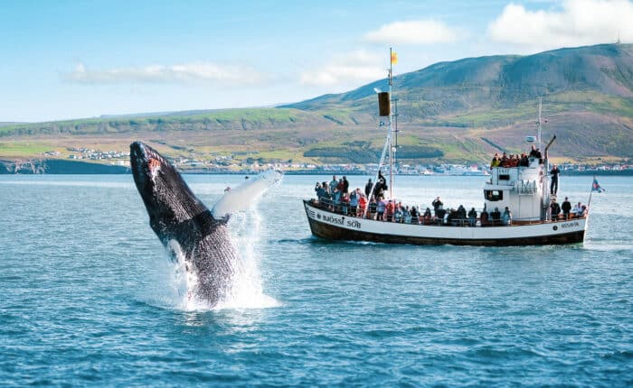 Experience the Original Húsavík Whale Watching tour, renowned for making Húsavík the Whale Watching Capital of Iceland.