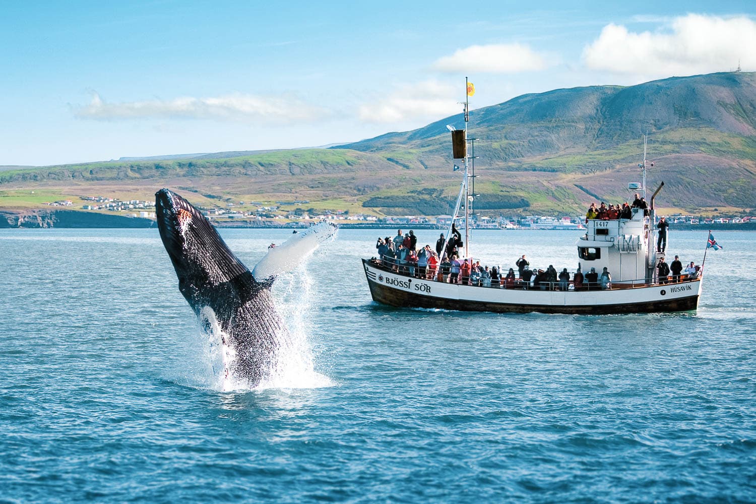 Experience the Original Húsavík Whale Watching tour, renowned for making Húsavík the Whale Watching Capital of Iceland.